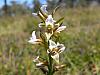 Prasophyllum sp aff odoratum 5 - Heath Leek Orchid.jpg